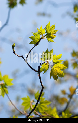 Bergahorn, Acer Pseudoplatanus, Nahaufnahme der Blätter auf dem Baum wächst im Freien. Stockfoto