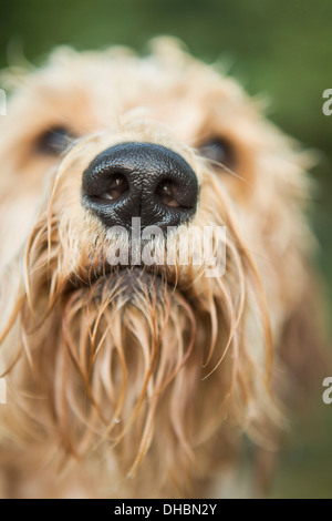 Eine goldene Labradoodle stehend im Wasser erwartungsvoll blickte. Stockfoto