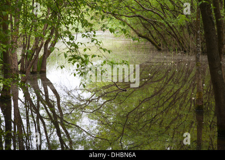 überschwemmten Wald Punte Alberete, Comacchio, Provinz Ferrara, po-Fluss-Delta, Emilia-Romagna, Italien, Europa Stockfoto