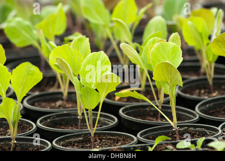 Brussel sprout, Brassica Oleracea var. Gemmifera "Nautic" Sämlinge wachsen in kleinen Töpfen. Stockfoto