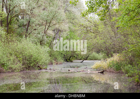 überschwemmten Wald Punte Alberete, Comacchio, Provinz Ferrara, po-Fluss-Delta, Emilia-Romagna, Italien, Europa Stockfoto