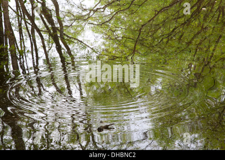 überschwemmten Wald Punte Alberete, Comacchio, Provinz Ferrara, po-Fluss-Delta, Emilia-Romagna, Italien, Europa Stockfoto