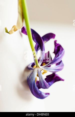 Tulpen, Tulipa, Großaufnahme einer getrockneten tot Blume. Stockfoto
