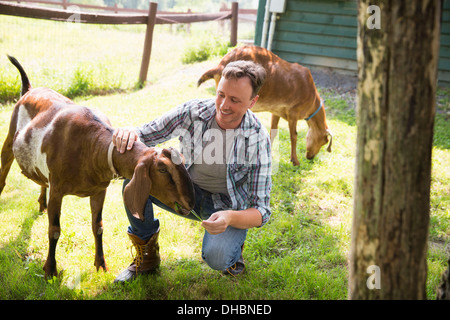 Ein Bio-Bauernhof in den Catskills. Ein Mann in einem Paddock mit zwei großen Ziegen. Stockfoto