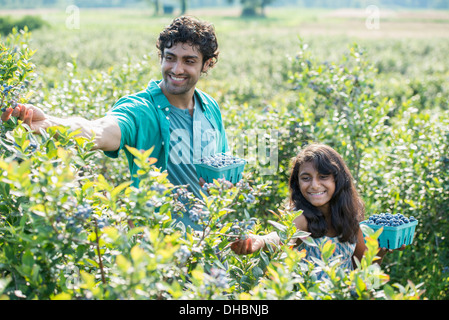 Ein junges Mädchen und ein Mann steht umgeben von Heidelbeere Pflanzen, Ernte der Beeren. Stockfoto