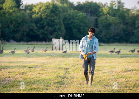 Ein Mann geht über ein Feld von einem Schwarm Gänse im Freien an der frischen Luft. Stockfoto