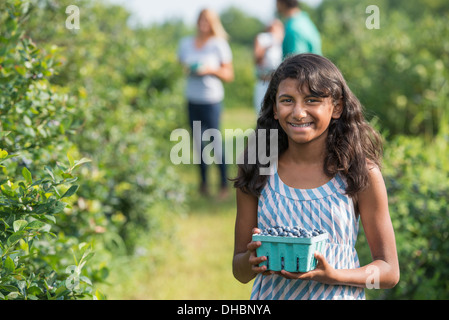 Menschen aus den organischen Pflanzen in einem Feld angebaut frische Blaubeeren pflücken. Stockfoto