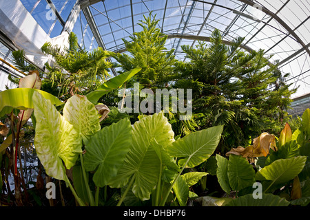 Alocasias Macrorrhizos und Norfolk Island Pines in der Orangerie des Vichy Gartenbau Ertrags Centre (Frankreich). Stockfoto