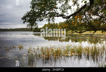 Ein Blick auf Loch Kinord auf Muir of Dinnet National Nature Reserve, Aberdeenshire, Schottland, Großbritannien. Stockfoto