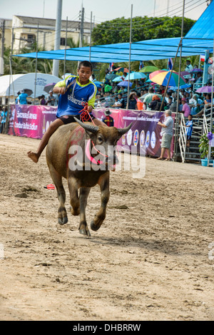 Laufen der Stiere. Wasserbüffel und Jockey bei der Chonburi Buffalo Racing Festival, Thailand Stockfoto