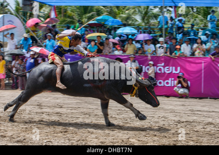 Laufen der Stiere. Wasserbüffel und Jockey bei der Chonburi Buffalo Racing Festival, Thailand Stockfoto