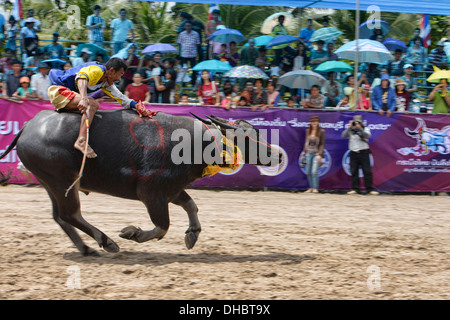 Laufen der Stiere. Wasserbüffel und Jockey bei der Chonburi Buffalo Racing Festival, Thailand Stockfoto