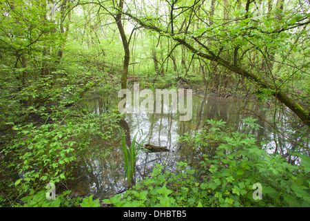 überschwemmten Wald Punte Alberete, Comacchio, Provinz Ferrara, po-Fluss-Delta, Emilia-Romagna, Italien, Europa Stockfoto