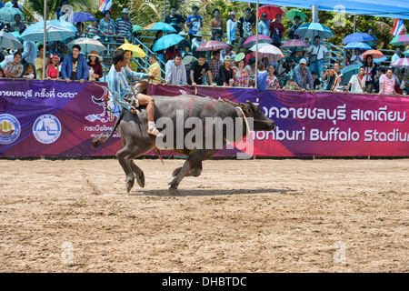 Laufen der Stiere. Wasserbüffel und Jockey bei der Chonburi Buffalo Racing Festival, Thailand Stockfoto