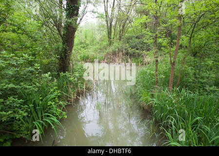 überschwemmten Wald Punte Alberete, Comacchio, Provinz Ferrara, po-Fluss-Delta, Emilia-Romagna, Italien, Europa Stockfoto