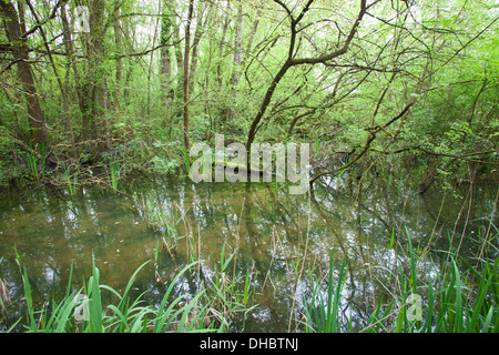 überschwemmten Wald Punte Alberete, Comacchio, Provinz Ferrara, po-Fluss-Delta, Emilia-Romagna, Italien, Europa Stockfoto