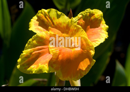 Orange gelb Sub tropischen Iris Blume in voller Sonne in Süd-Indien Stockfoto