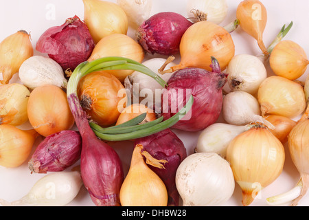 Kleine Lampen rot, weiße und gelbe Zwiebeln (Allium Cepa) bereit gepflanzt als Sets oder zum Kochen verwendet werden Stockfoto