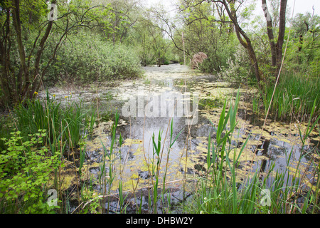 überschwemmten Wald Punte Alberete, Comacchio, Provinz Ferrara, po-Fluss-Delta, Emilia-Romagna, Italien, Europa Stockfoto