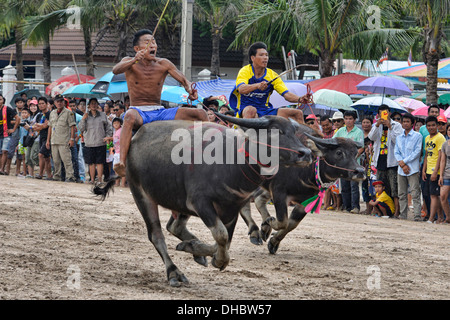 Laufen der Stiere. Wasserbüffel Rennen mit ihren Jockeys bei der Chonburi Buffalo Racing Festival, Thailand Stockfoto