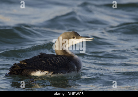 Black-throated Loon, Gavia Arctica, Deutschland, Europa Stockfoto