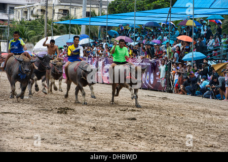 Laufen der Stiere. Wasserbüffel Rennen mit ihren Jockeys bei der Chonburi Buffalo Racing Festival, Thailand Stockfoto