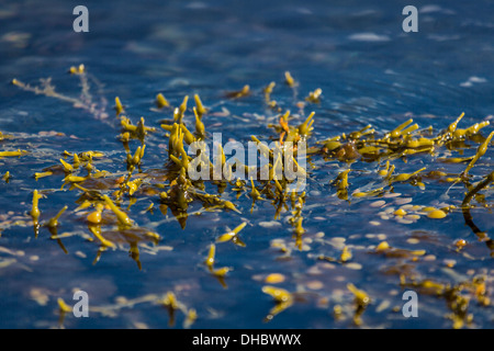 Blase-Algen, (Fucus Vesiculosus), Island Stockfoto