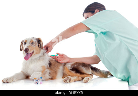 reinrassige australian Shepherd und Tierarzt vor weißem Hintergrund Stockfoto