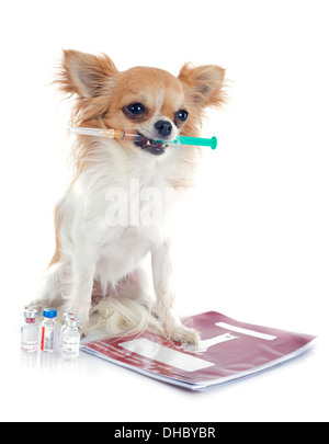 Chihuahua und Spritze vor weißem Hintergrund Stockfoto