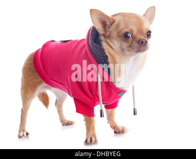 gekleidete Chihuahua vor weißem Hintergrund Stockfoto