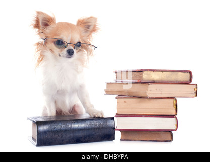 Chihuahua und Bücher vor weißem Hintergrund Stockfoto