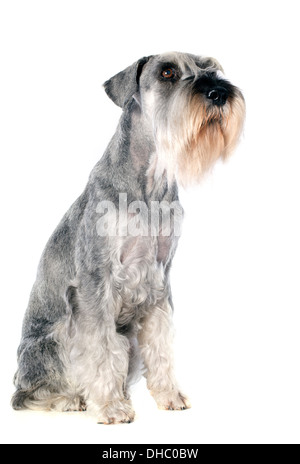 Standard Schnauzer vor weißem Hintergrund Stockfoto