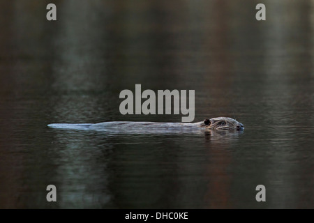 Eurasische Biber / europäische Biber (Castor Fiber), Schwimmen im See Stockfoto