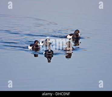 Flotte von 5 männliche Reiherenten, Schwimmen, Kamera Stockfoto