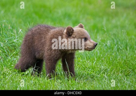 Europäischer Braunbär / eurasischen Braun (Ursus Arctos Arctos) Bärenjunges auf Wiese Stockfoto