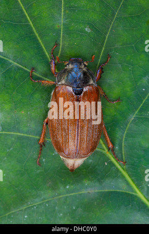Gemeinsamen Maikäfer / Mai Bug (Melolontha Melolontha) auf Blatt in Eiche im Wald Stockfoto
