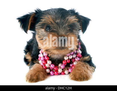 Yorkshire-Terrier Welpen vor weißem Hintergrund Stockfoto