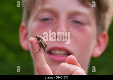 Neugieriger Junge Blick auf gemeinsame Maikäfer / Mai (Melolontha Melolontha) Fehler auf Seite Stockfoto