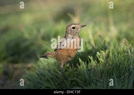 Europäische Schwarzkehlchen Saxicola Rubicola, Deutschland, Europa Stockfoto