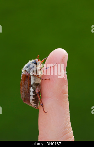 Gemeinsamen Maikäfer / Mai Bug (Melolontha Melolontha) auf Finger Stockfoto