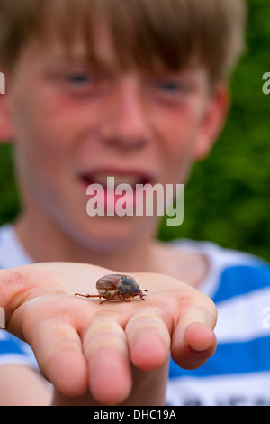 Jungen zeigen häufig Maikäfer / kann bug (Melolontha Melolontha) sitzen auf Seite Stockfoto