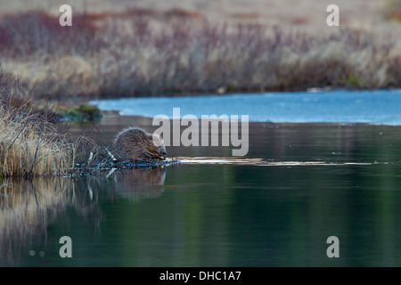 Eurasische Biber / europäische Biber (Castor Fiber) am Seeufer sitzend und nagt auf Zweig, Schweden, Skandinavien Stockfoto