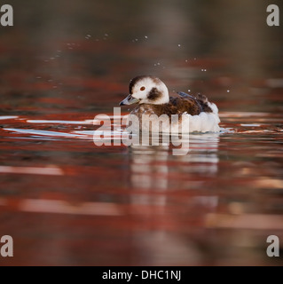 Weibliche Eisente im Hafen nach links Stockfoto