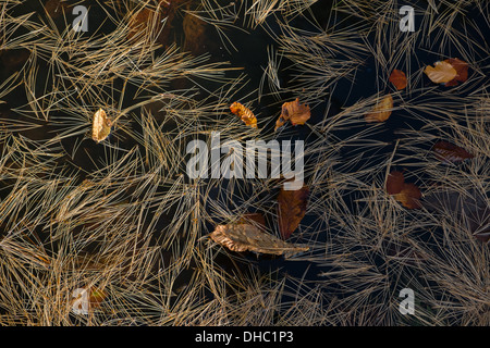 Kiefernnadeln im Wasser Stockfoto