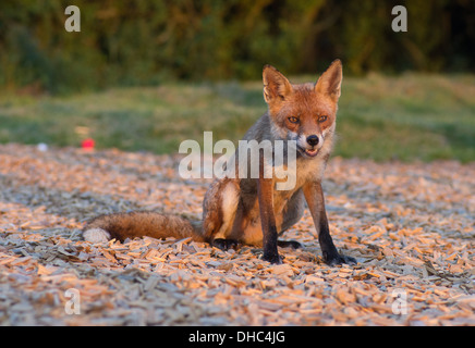 Ein weiblicher Fuchs (Vixen) nach überfallen einen Lagerplatz für die Verschwendung von Lebensmitteln Stockfoto