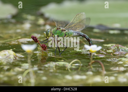 Eiablage weibliche Kaiser Libelle Stockfoto