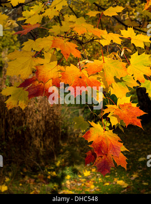 [ACER] AHORN-BLÄTTER UND SAMEN IN HERBSTLICHEN FARBEN Stockfoto