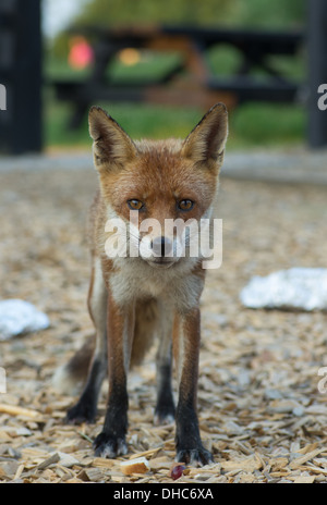Ein weiblicher Fuchs (Vixen) nach überfallen einen Lagerplatz für die Verschwendung von Lebensmitteln Stockfoto