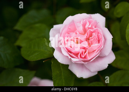 Rosa "Felicia". Strauchrose in einem englischen Garten. Stockfoto