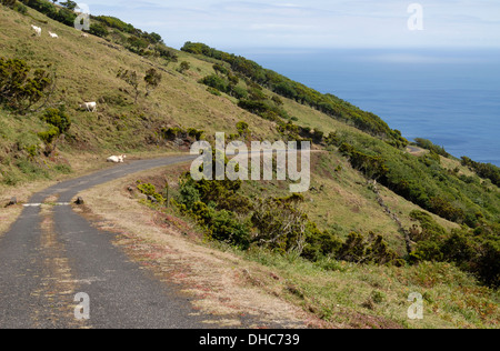 Kleines Feld Road aus dem Hochland hinunter Ribeiras, Insel Pico, Azoren, Portugal Stockfoto